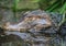 A old greenish Alligator is laying in a water basin waiting for some food