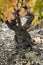 Old grenache grapevine in Priorat Region, Tarragona, Catalonia, Spain.jpg