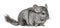 Old grey chinchilla, isolated