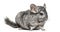 Old grey chinchilla, isolated