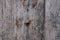 Old grey rustic  faded wooden fence background