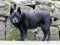 Old greying Schipperke dog standing by drystone wall.