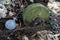 Old grind stone wheel discarded under a tree