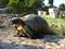 Old ground turtle in the sunset, against the backdrop of ancient ruins in Athens Greece