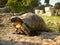 Old ground turtle in the sunset, against the backdrop of ancient ruins in Athens Greece