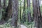 Old Growth Coast Redwood Trees around Paved Trail.