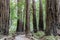 Old Growth Coast Redwood Trees around Paved Trail.