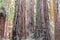 Old-growth Coast Redwoods at Henry Cowell State Park