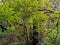 Old-growth forest in the Cascade Range, Rockport State Forest, Washington