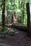 Old growth forest landscape at Cathedral Grove