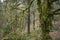 Old growth forest, Oregon