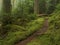 Old growth Forest Path