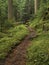 Old growth forest path portrait