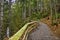 Old growth rain forest in Holland Creek trail in Ladysmith, Vancouver Island, Canada