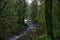 Old growth rain forest in Stocking Creek Waterfall park in Vancouver Island, British Columbia, Canada