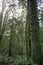 Old growth rain forest in Stocking Creek Waterfall park in Vancouver Island, British Columbia, Canada