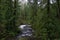 Old growth rain forest in Stocking Creek Waterfall park in Vancouver Island, British Columbia, Canada