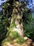 An Old-Growth Redwood Tree at the Base