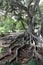 Old growth tree, Marie Selby Botanical Gardens, Sarasota, Florida