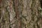 Old grunge bark wood texture background