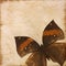 Old grunge butterfly paper texture