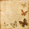 Old grunge butterfly paper texture