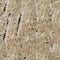 Old grunge rock seamless texture or background.