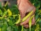 Old grungy hard-working farmer`s hand picking fresh green chili, a beautiful outcome from his hard work