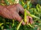 Old grungy hard-working farmer`s hand picking fresh green chili, a beautiful outcome from his hard work