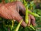 Old grungy hard-working farmer`s hand picking fresh green chili, a beautiful outcome from his hard work