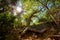 Old Guayacan tree scenic place at guanica dry forest