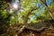 Old Guayacan tree scenic place at guanica dry forest