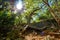 Old Guayacan tree scenic place at guanica dry forest