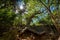 Old Guayacan tree scenic place at guanica dry forest