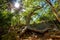 Old Guayacan tree scenic place at guanica dry forest