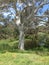 Old gum tree