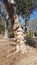 Old Gum Tree With Gnarly Trunk