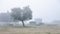 old half timbered farm and sheep in french normandy during morning fog in summer