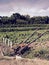 Old hand plough farming tool