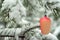 Old handmade Christmas ornament in the winter forest