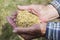 The old hands of a farmer holding a handful of grain. Healthy diet. Agriculture.