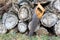 Old handsaw resting on a pile of wooden lumber