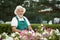 Old handsome gardener cutting flower with secateurs.