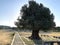 An old healthy big olive tree alone in the middle of ancient city ruins surrounded with banks for people to get rest