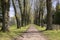 Old historic chestnut alley in Chotebor during spring season, trees in two rows, romantic scene