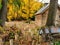 An old historic unpainted cottage with trees saplings and old cart on the foreground in the autumn afternoon