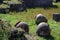 Old historic vases in pompei city excavation italy