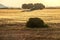 Old holm oaks in cereal fields in La Mancha, Spain, at sunrise