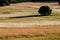 Old holm oaks in cereal fields in La Mancha, Spain, at sunrise