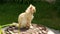 Old homeless red cat on the street. Close-up portrait cute American short hair cat. Cute cat face.